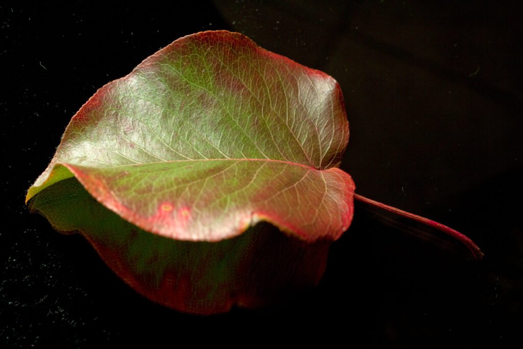 red leaf 1